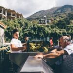 vendemmia