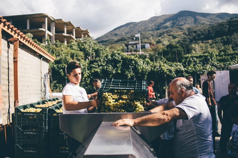 vendemmia